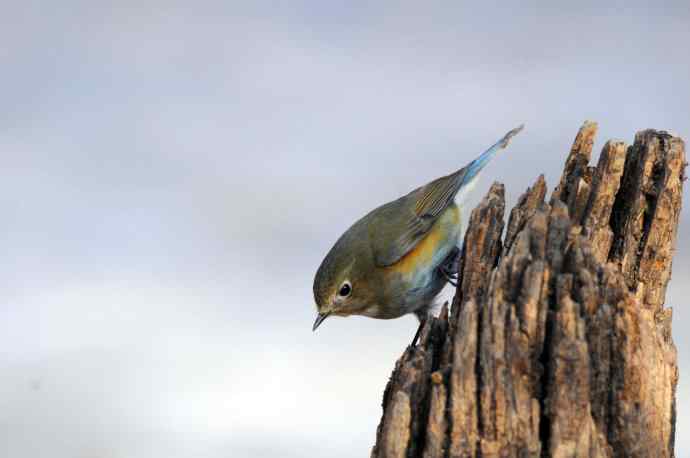 雌性红胁蓝尾鸲(25)
