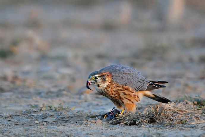 野鸭湖凶悍的灰背隼