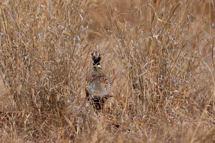 晨光里的环颈雉☆