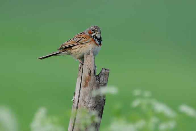 【新鸟】坝上鸟.栗耳鹀☆