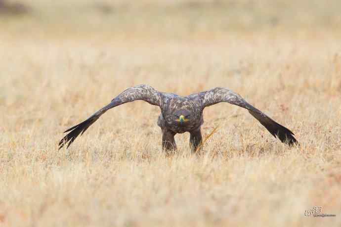 一组草原雕迎面起飞和飞行图（拍摄距离60米）