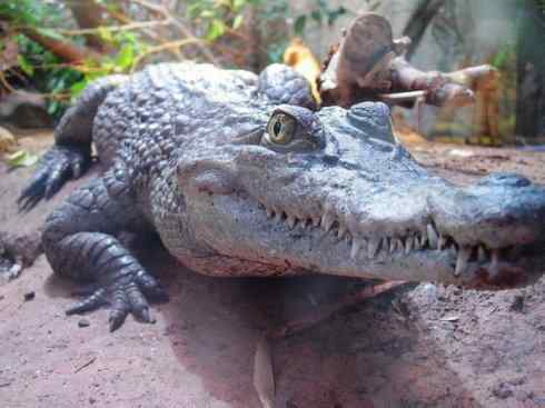 龙：传说的兽原型探秘（鳄类）