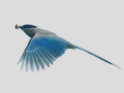 家禽驯化之源之二十九（喜鹊、灰喜鹊、松鸦、寿带）