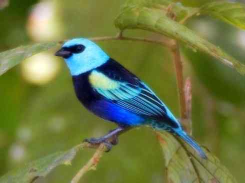 美丽无罪：雀鸟之欣赏