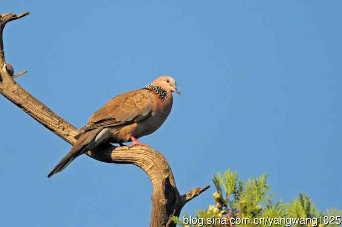 珠颈斑鸠（随拍）