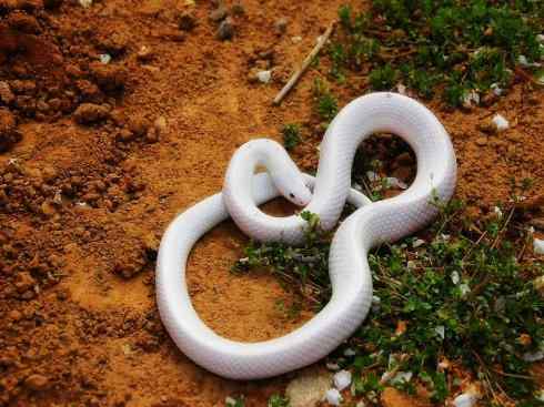 玄武：传说的兽原型探秘