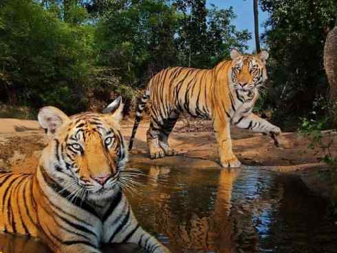 白虎：传说的兽原型探秘（孟加拉虎）