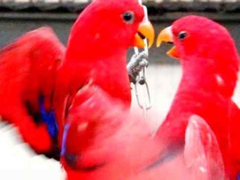 极品红色鸟类：红色吸蜜鹦鹉