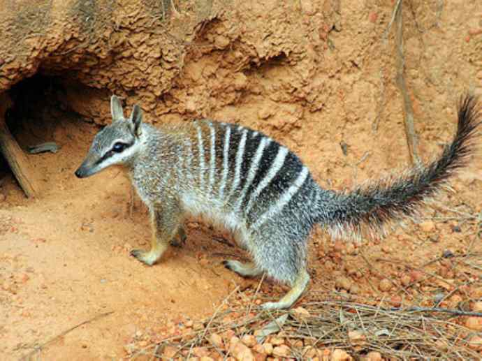 盘点十二大著名食蚁动物:袋食蚁兽 盘点十二大著名食蚁动物:袋食蚁兽