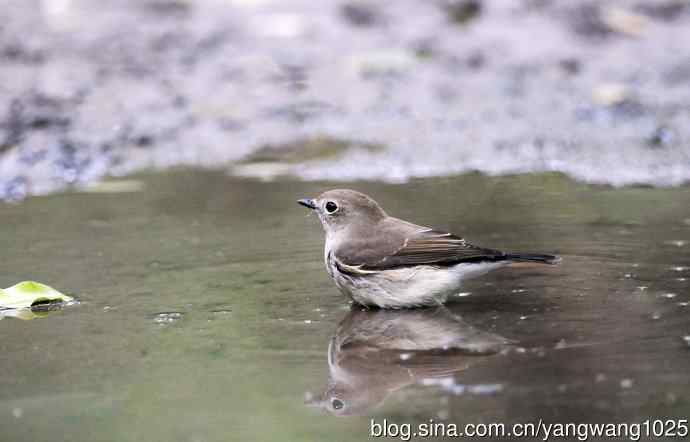红喉姬鹟(9) 红喉姬鹟(9)