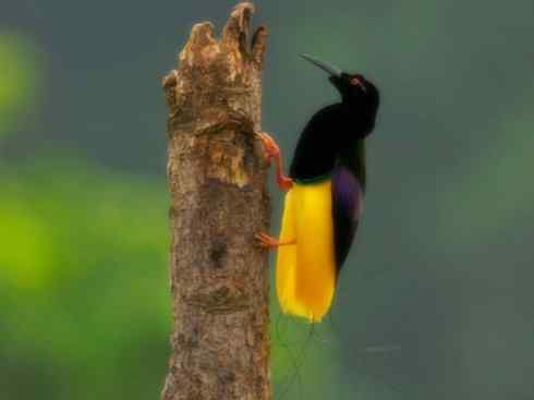 美丽无罪：雀鸟之极乐鸟