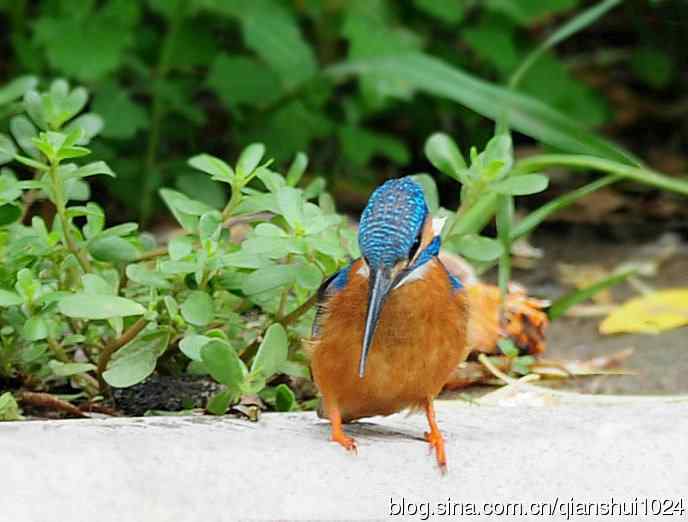 几张新拍的小翠,品像还不错
