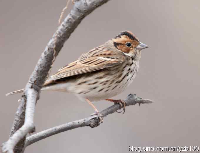 春节过后首次擦枪(组图)