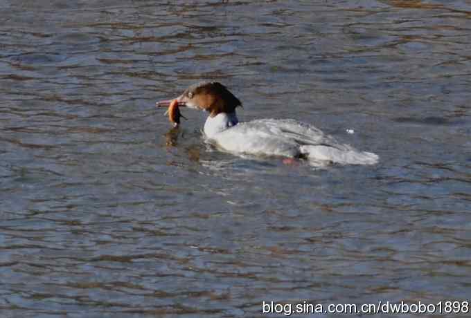 岁末再访白河峡谷