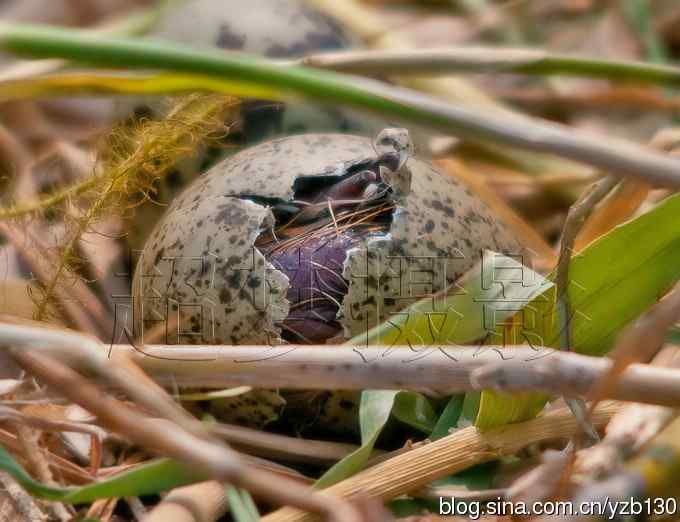 这世界，我来了！任凭风暴漩涡鈥︹Γㄗ橥迹25张图片）