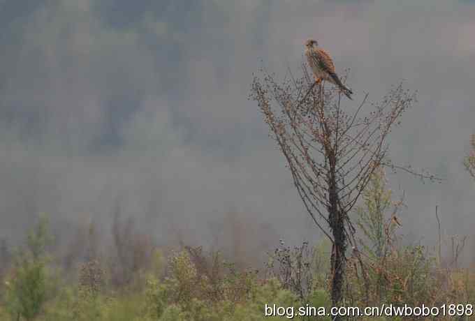 东花园观鸟生境记录