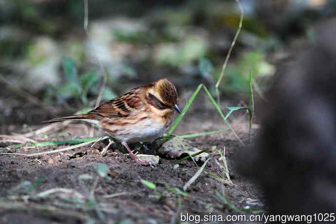 雌性黄喉鹀（11）