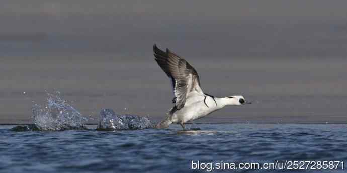 北京野鸟摄影——白秋沙鸭