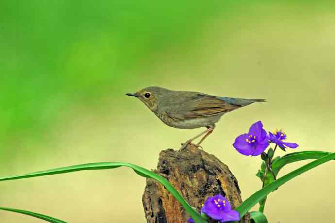 雌性蓝歌鸲与紫露草（2）