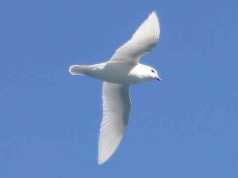 奇特的盔:雪海燕 奇特的盔:雪海燕