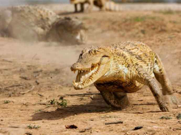 犬科：薮犬亚科非洲野犬属之非洲野犬