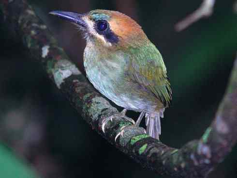 绝色攀禽：佛法僧目之翠鴗