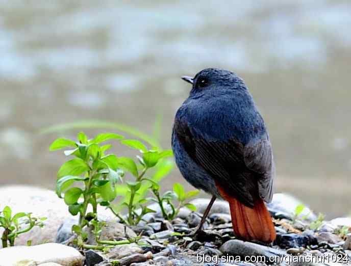 它可真能叫.十渡的红尾水鸲GG 它可真能叫.十渡的红尾水鸲GG