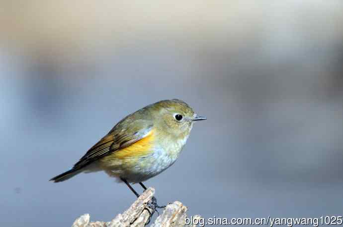 雌性红胁蓝尾鸲（28）