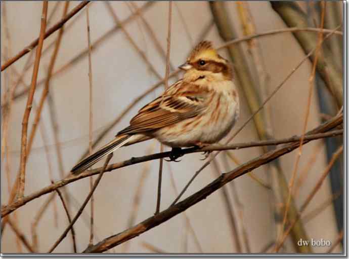 辞旧岁 wbr黄喉鹀添彩儿