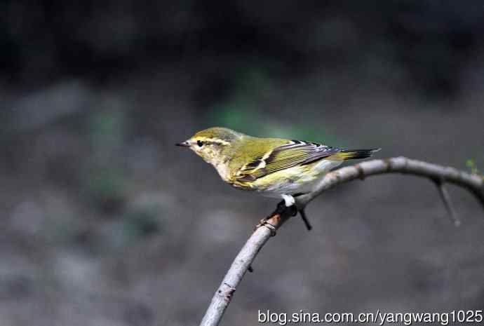 黄眉柳莺(21) 黄眉柳莺(21)