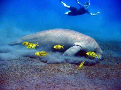 美人鱼：传说的兽原型探秘（儒艮）