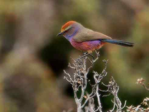 美丽无罪：雀鸟之欣赏