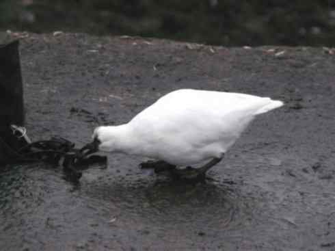 奇特的盔：白鞘嘴鸥