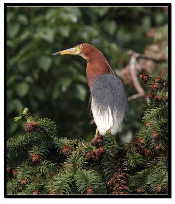 阳山摄鹭之池鹭篇