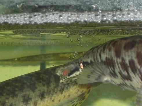 鱼类活化石:鳄雀鳝 鱼类活化石:鳄雀鳝