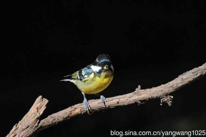 雄性黄腹山雀(2) 雄性黄腹山雀(2)