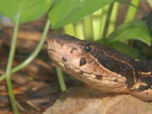 龙：传说的兽原型探秘（响尾蛇类）