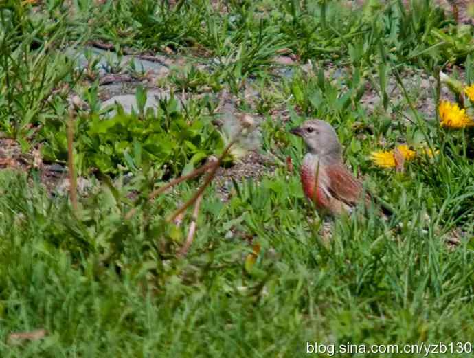内地很难见的赤胸朱顶雀（组图，7张图片）