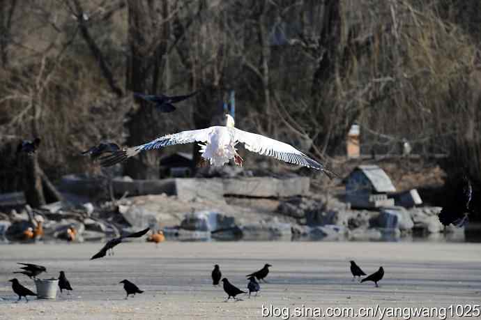 鹈鹕(大白)飞去 鹈鹕(大白)飞去