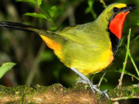 美丽无罪：雀鸟之丛伯劳