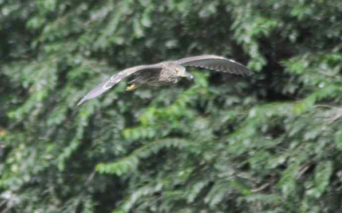 飞（夜鹭） wbr5