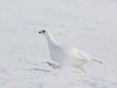 凤凰：传说中的鸟原型探秘（鹇）