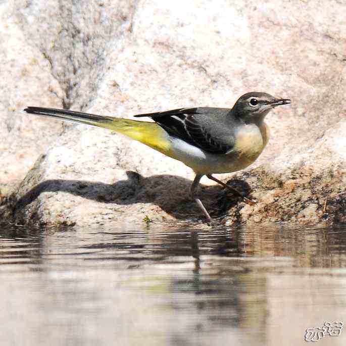 河北平山 wbr路 wbr灰鹡鸰 河北平山 wbr路 wbr灰鹡鸰