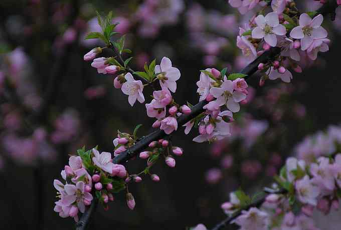莲花池四月的花鸟