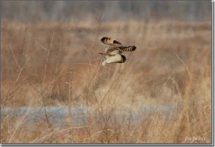 野鸭湖猛禽-红隼、短耳鸮、毛脚鵟