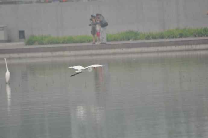 奥林匹克公园白鹭飞 wbr1