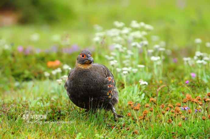 可爱的四川雉鹑
