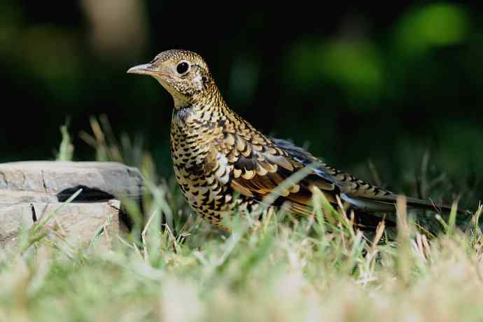 鸫鸟之最：虎斑地鸫