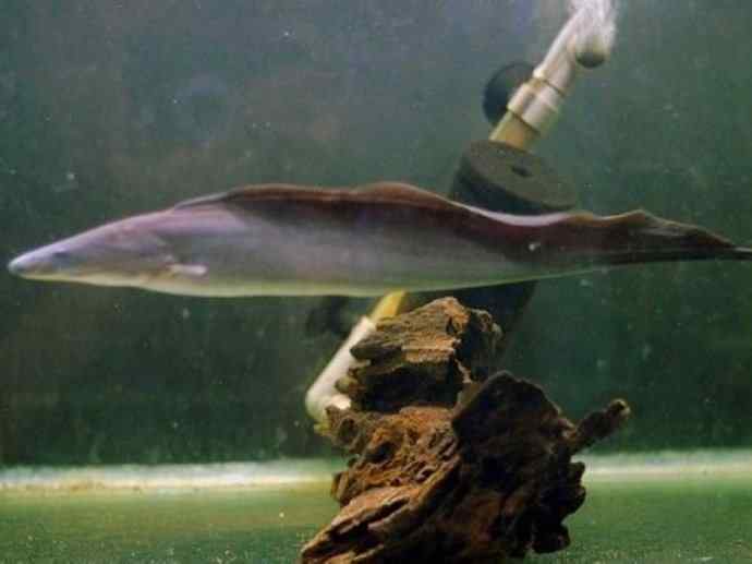 鱼类活化石：裸臀鱼