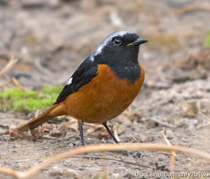 北红美餐（组图）